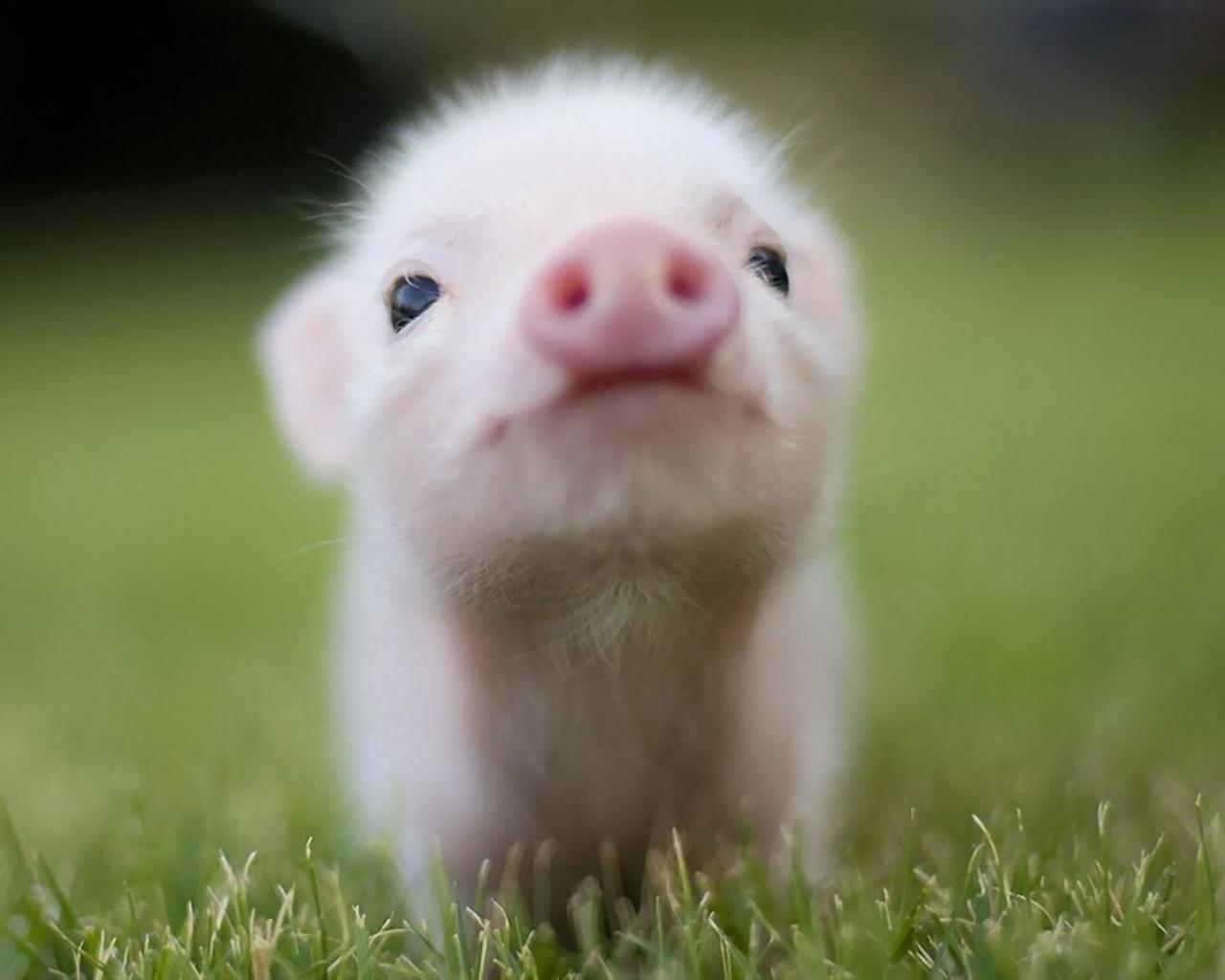 little-piglet