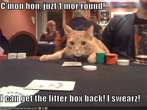 funny-pictures-cat-gambler-about-to-win