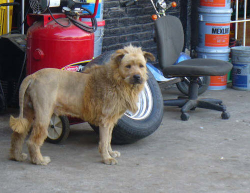 lion-dog2B2