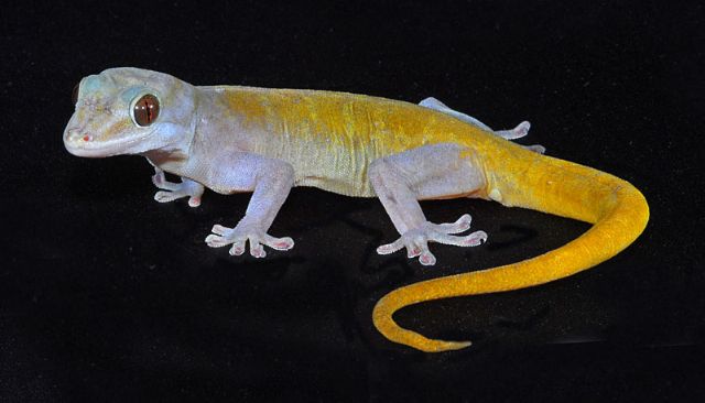 Golden Gecko