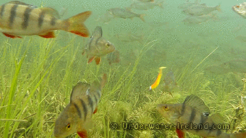 Unterwasserkamera-beim-Angeln-Fisch-am-H