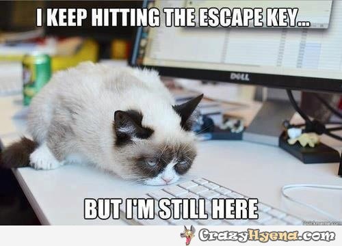 grumpy-cat-hit-escape-key-still-here-pic