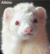 a-colors-albino