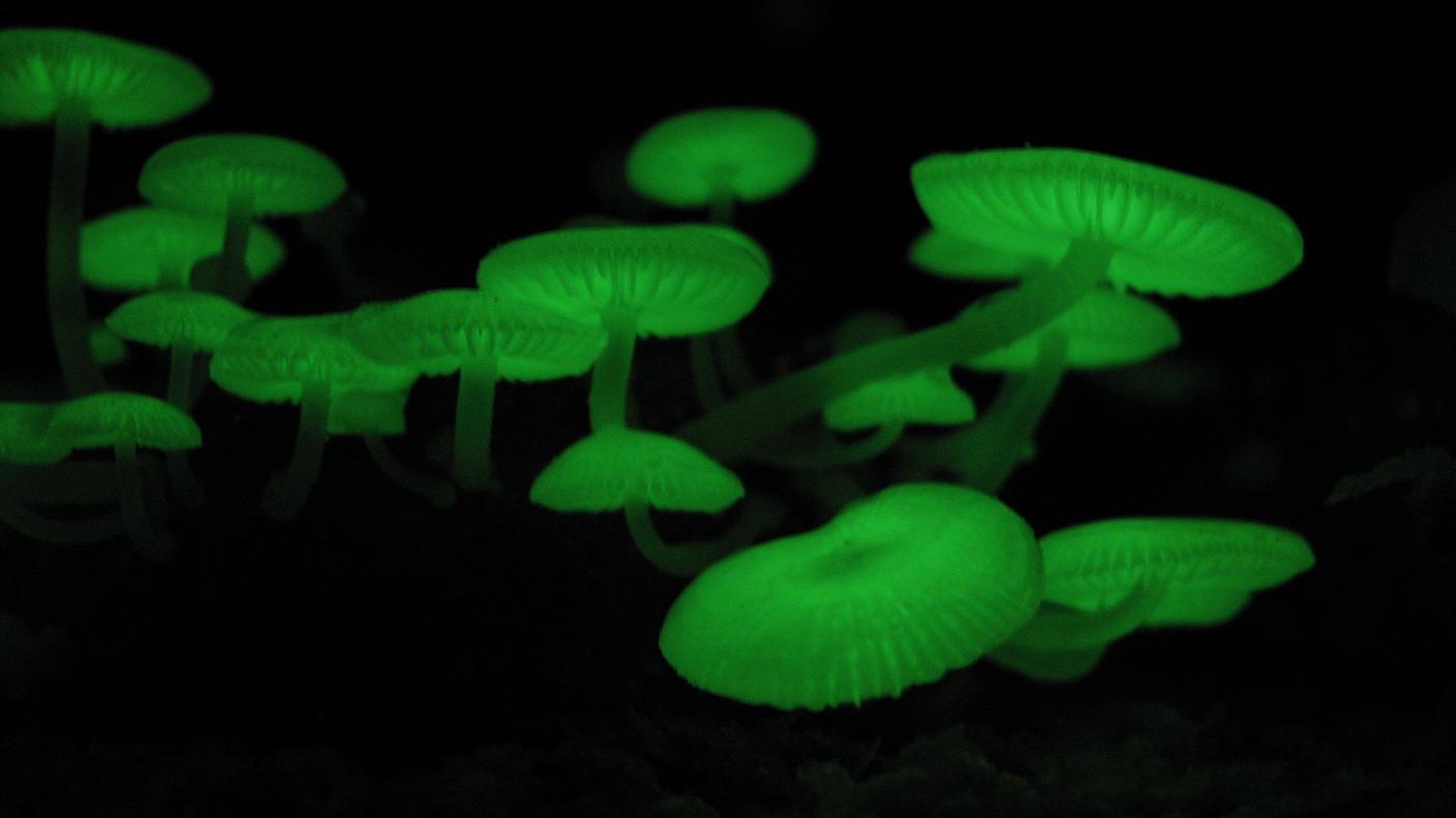 http://www.allmystery.de/i/tbf5a9c_Mycena_chlorophos.jpg