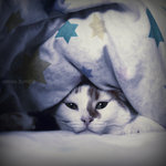 cat under sheets by carnedepsiquiatrico-