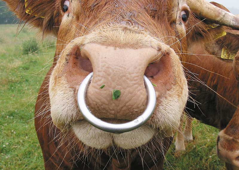 Кольца в носу у быков фото