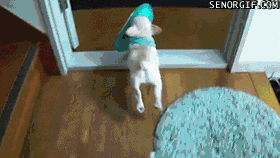 animal cute puppy stealing slipper