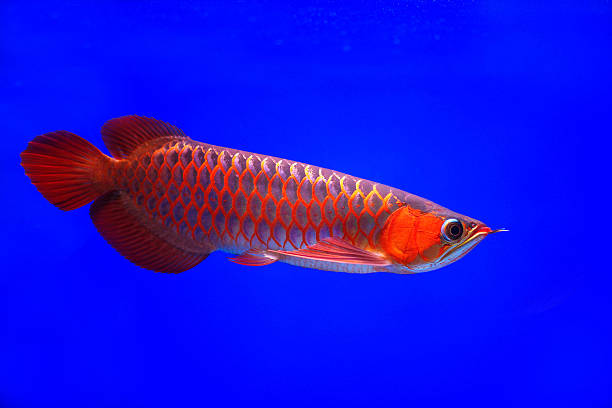 asian-arowana-red-fish-picture-id4630699