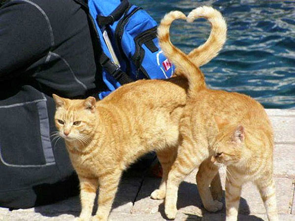perfectly-timed-heart-cat-tails
