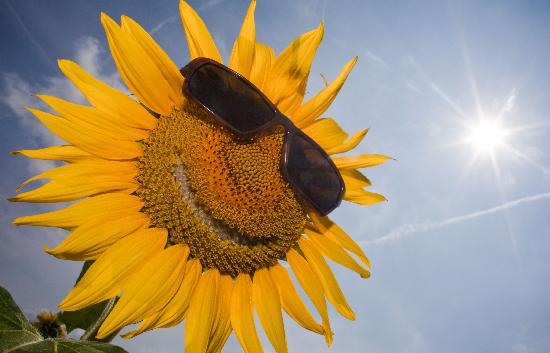 sonnenblume mit sonnenbrille-2