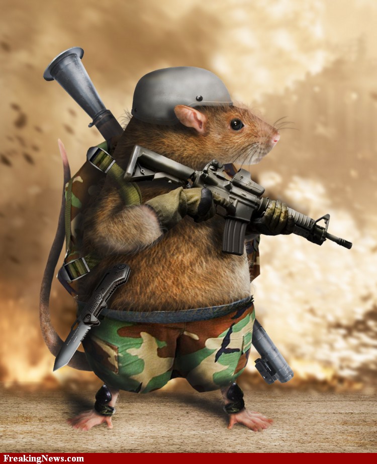 The-Renegade-Rat-Soldier--96695