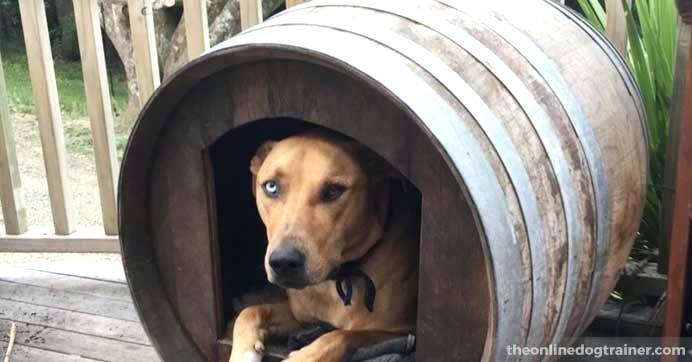 barrel-dog-house-the-converted-wine-barr