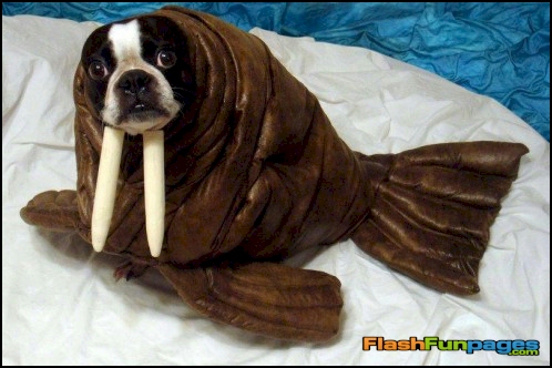 funny-dog-costume-sea-lion