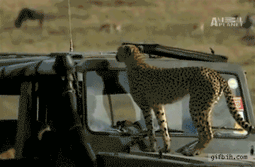 1294314313 cheetah-poops-inside-jeep
