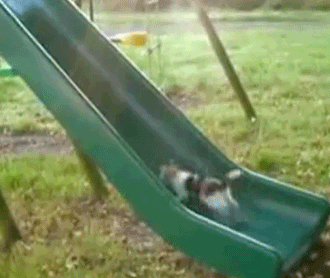 funny-cat-running-up-slide-chute-animate