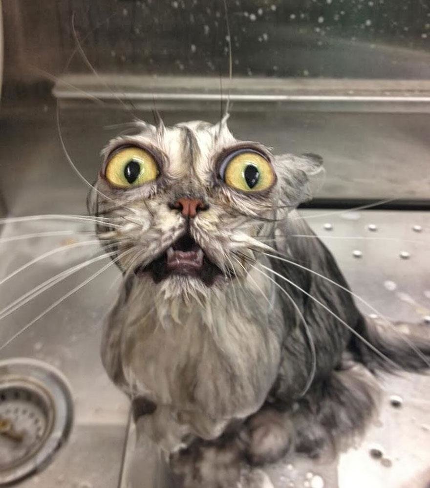 funny-wet-cats-36-rcm992x1125