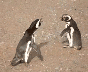 lucha-divertida-entre-dos-pinguinos