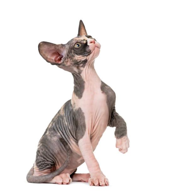 sphynx-kitten-pawing-up-isolated-on-whit