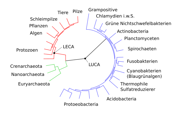 langde-660px-Simplified tree of life wit