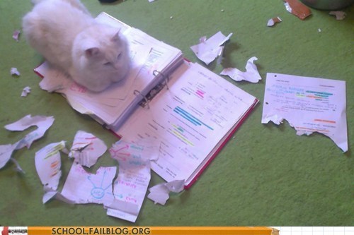 my-cat-ate-my-homework.jfif