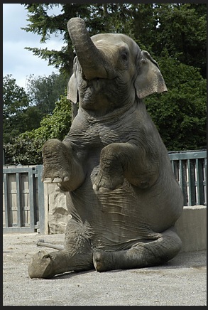 Elefant Mnnchenmachen