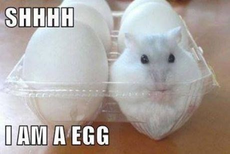 hamster-shhhh-iam-a-egg