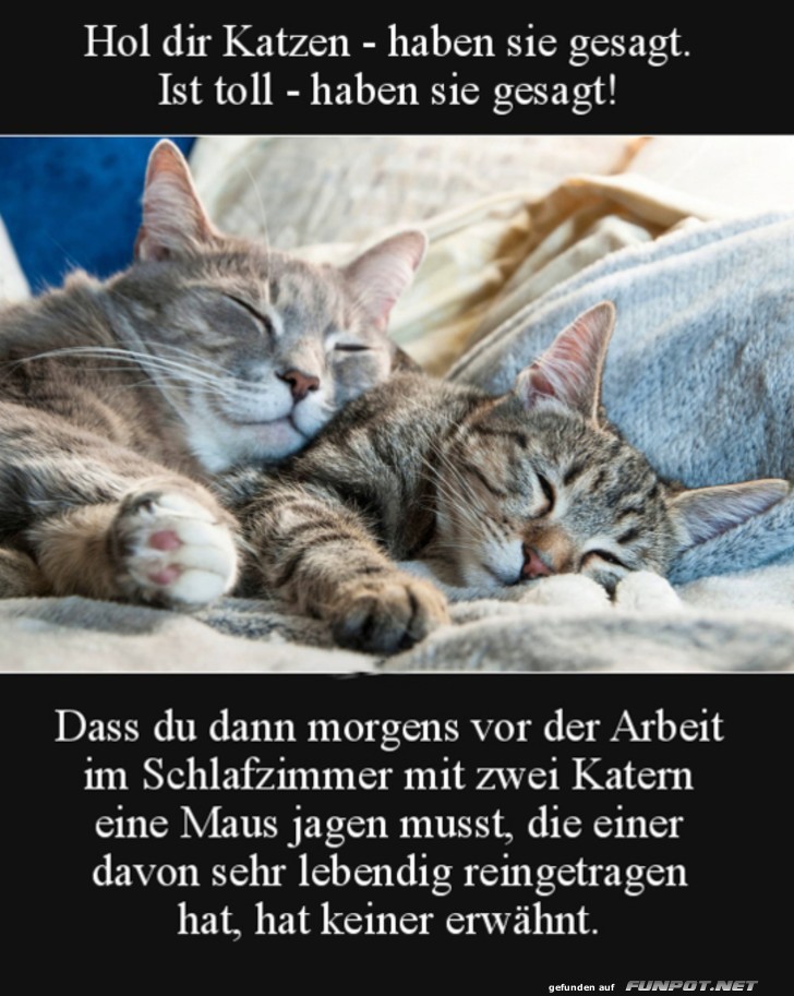 Hol dir Katzen