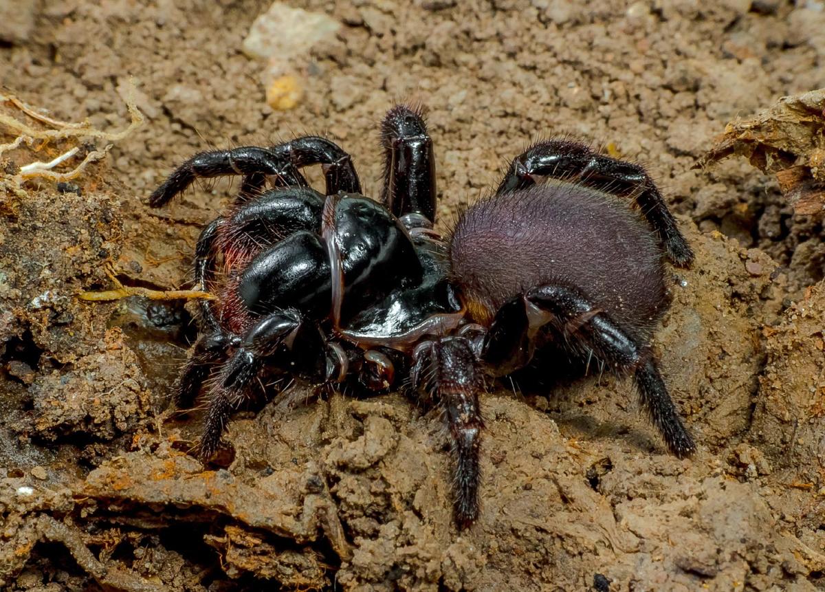 Mygalomorphae Actinopodidae Missulena br