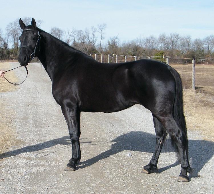 Black-Standardbred-Horse