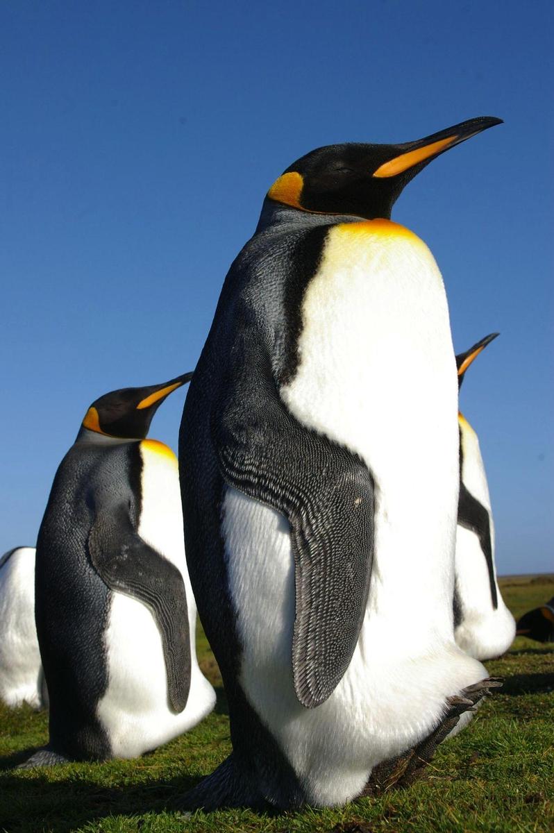 Falkland Islands Penguins 35