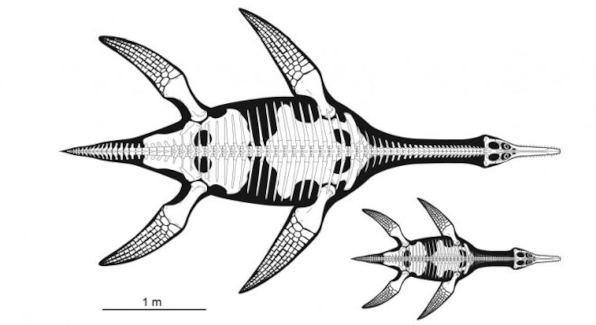 plesiosaurs-reconstructed-660x360