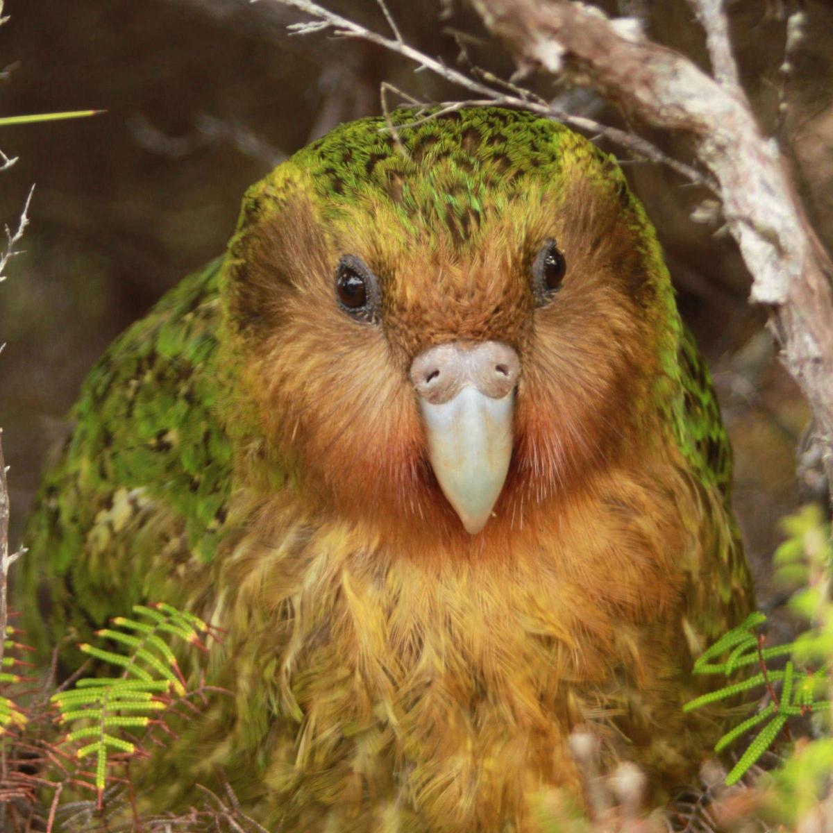 28524080-gihoch-2603-kakapo-foto-4c-1Uec