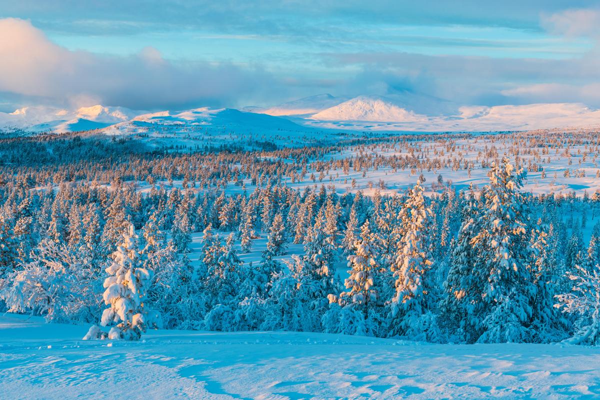 forest-with-pine-trees-covered-with-snow