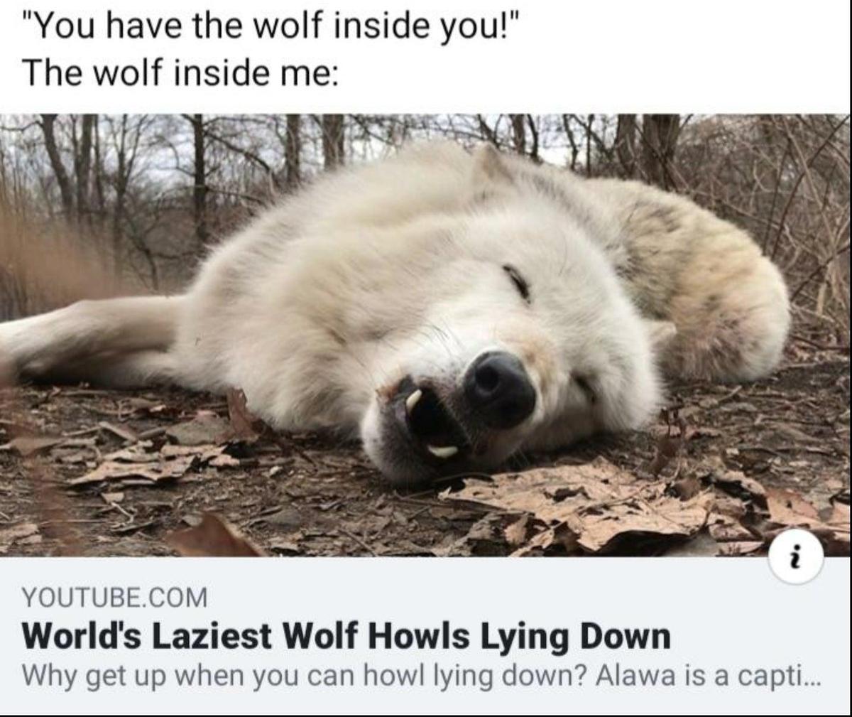 lazy wolf