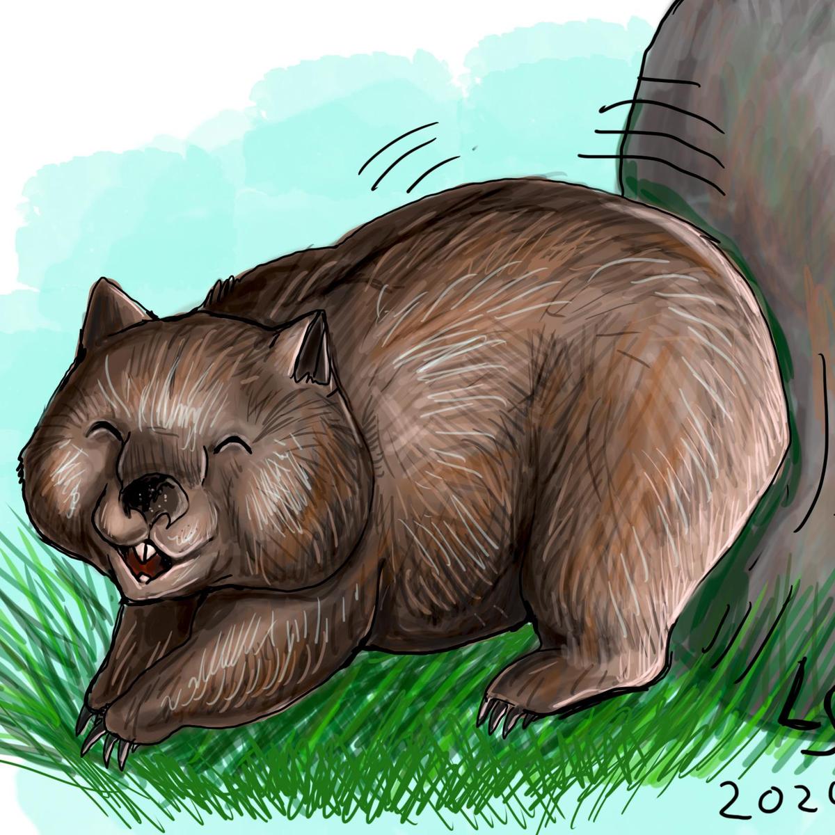 Wombatfertigquadrat