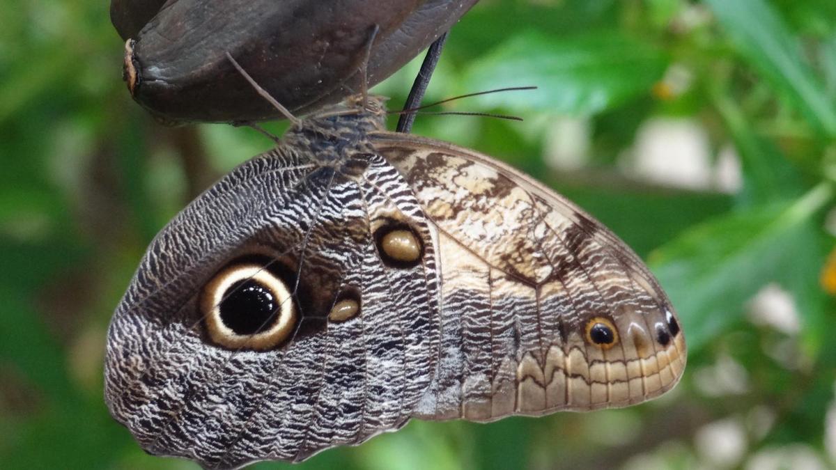 die-schlange-auf-dem-schmetterling-8934d