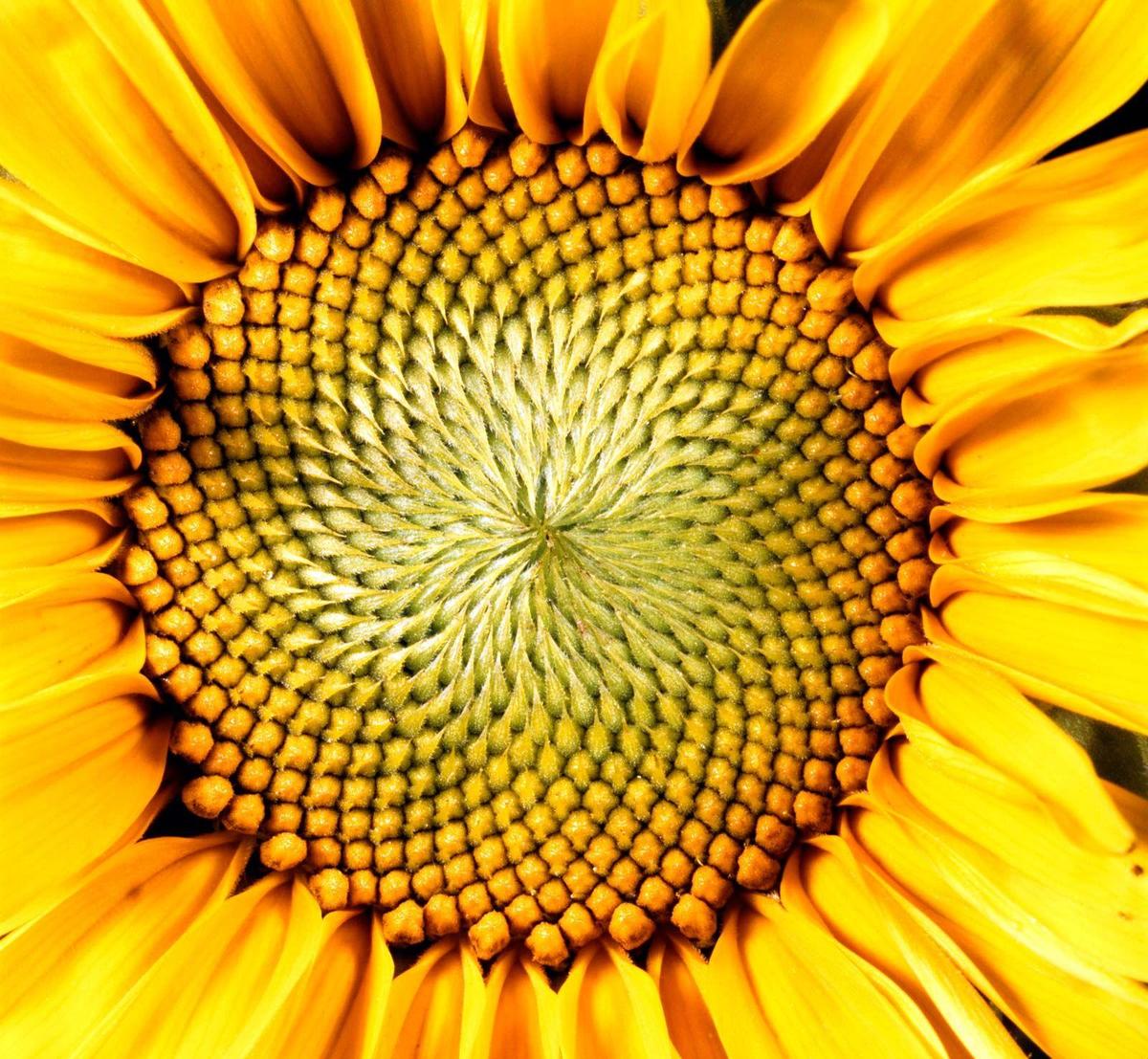 Close-up-head-sunflower