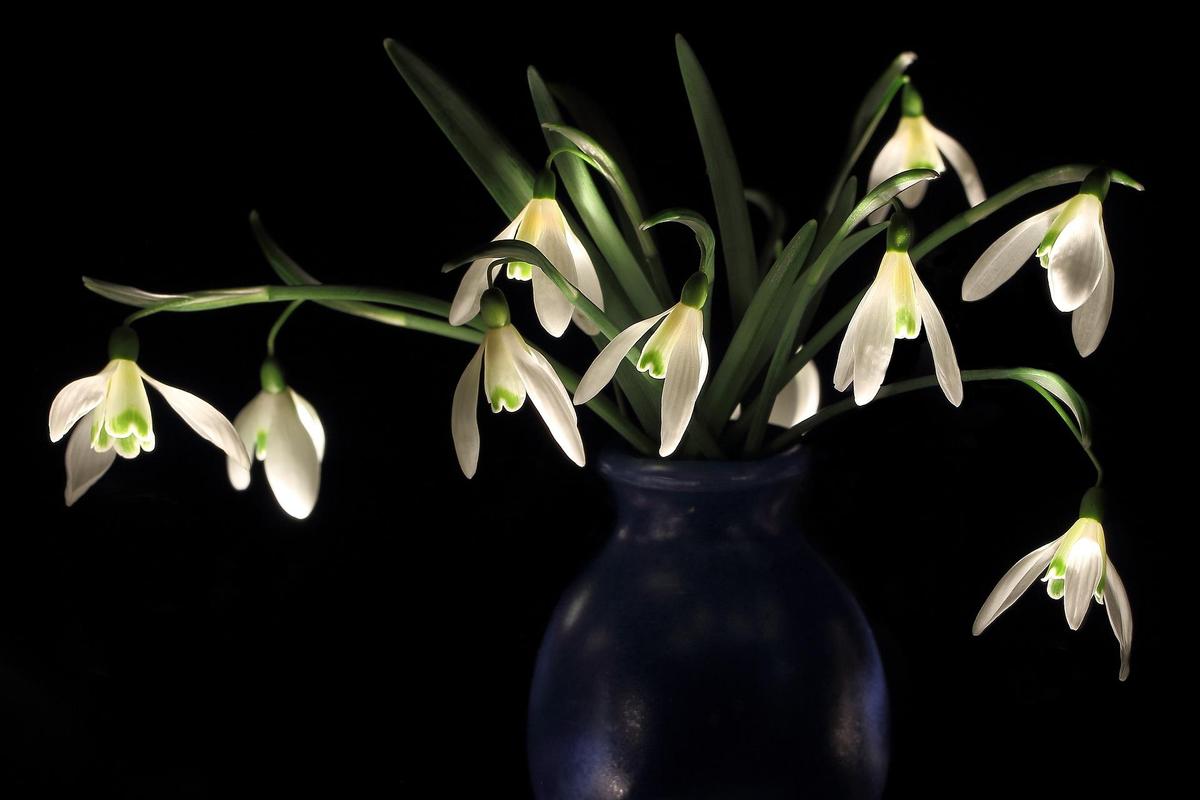 snowdrop-g5a385d7a1 1920