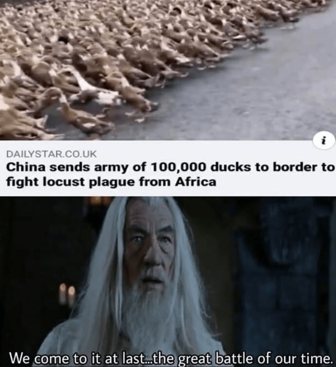 china-sends-army-100000-ducks-border-fig