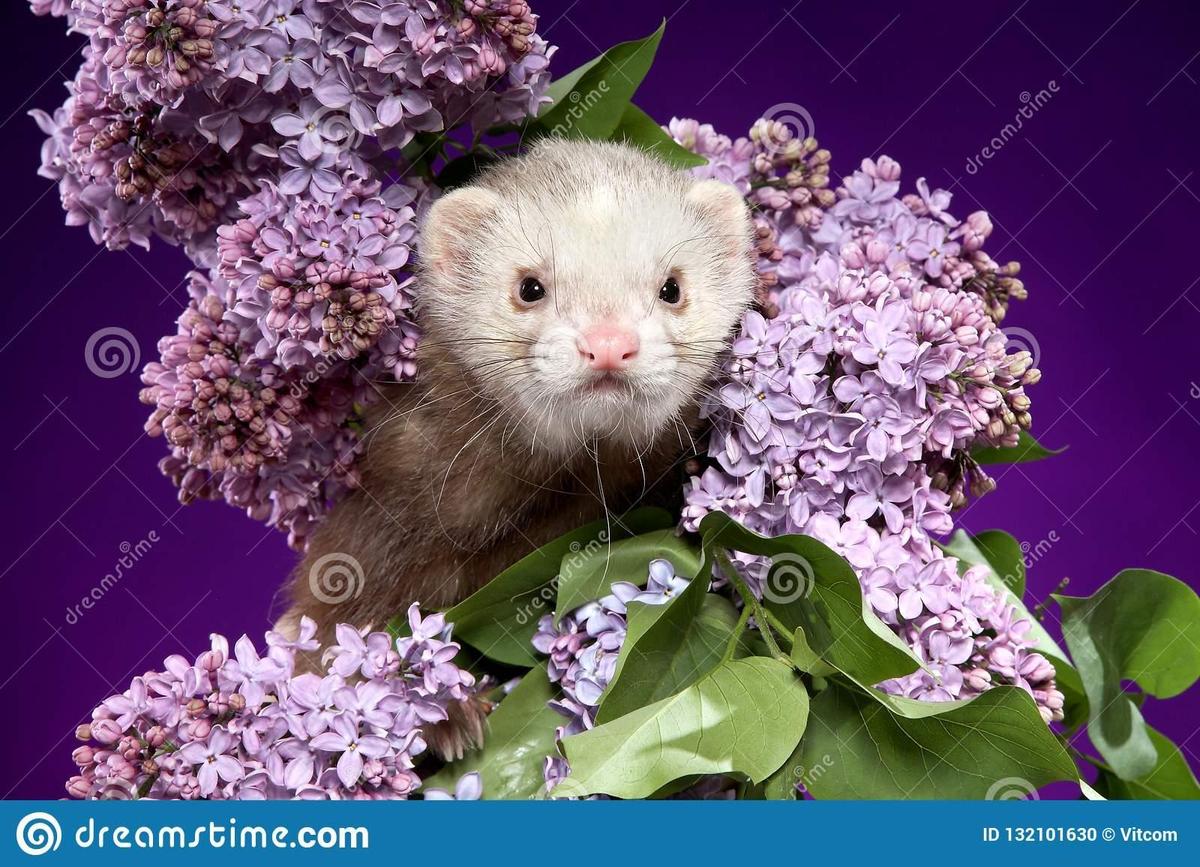 ferret-lilac-branches-violet-background-