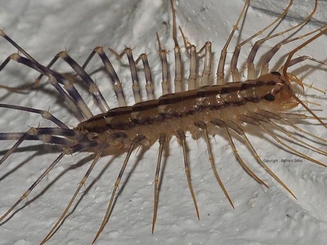 Scutugera-coleoptrata