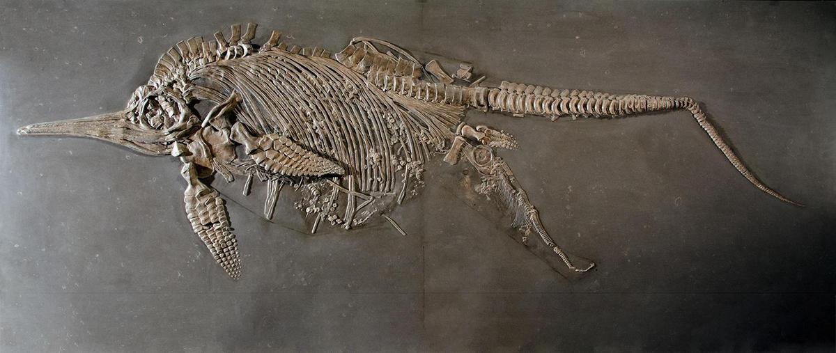 smns ichthyosaurier fossil foto u schmid