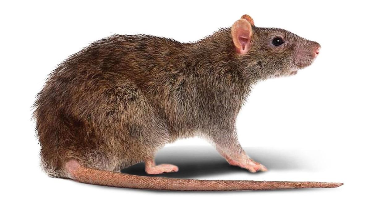 rattus-norvegicus 1540x866