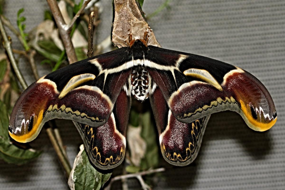 Archaeoattacus20edwardsii20E29982