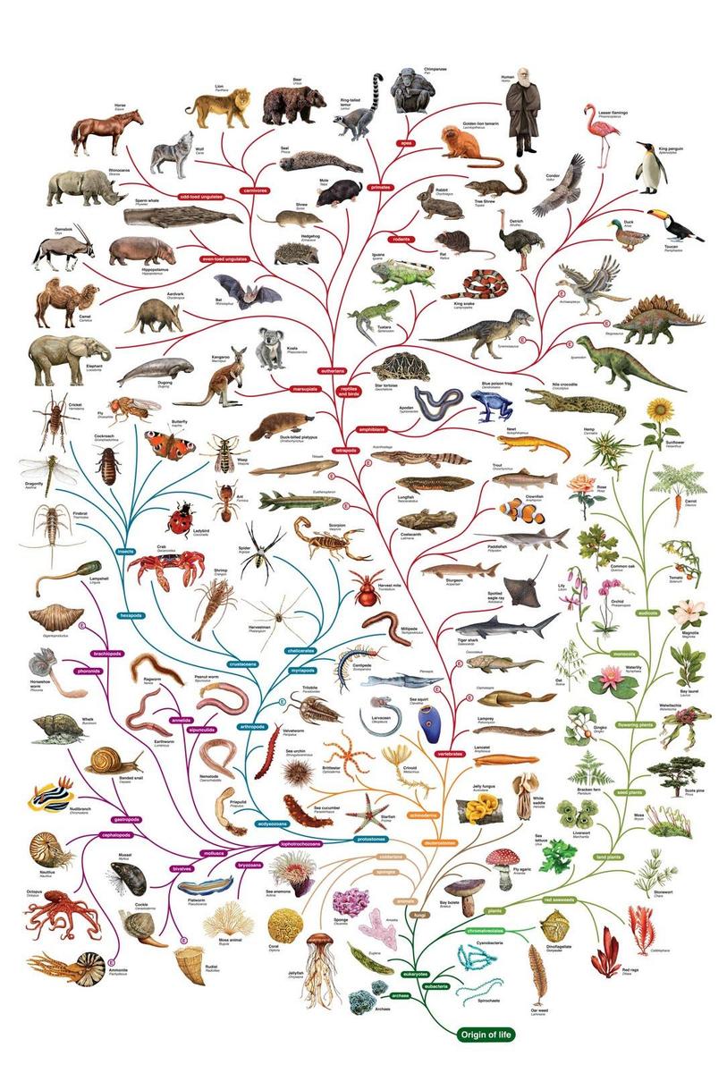 Charles-Darwin-tree-of-life-poster