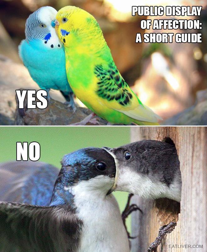 kissing-birds