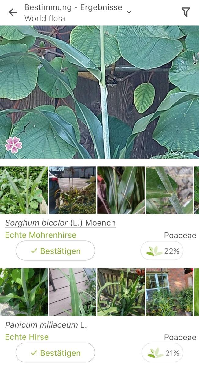 Screenshot 20240907-124135 PlantNet