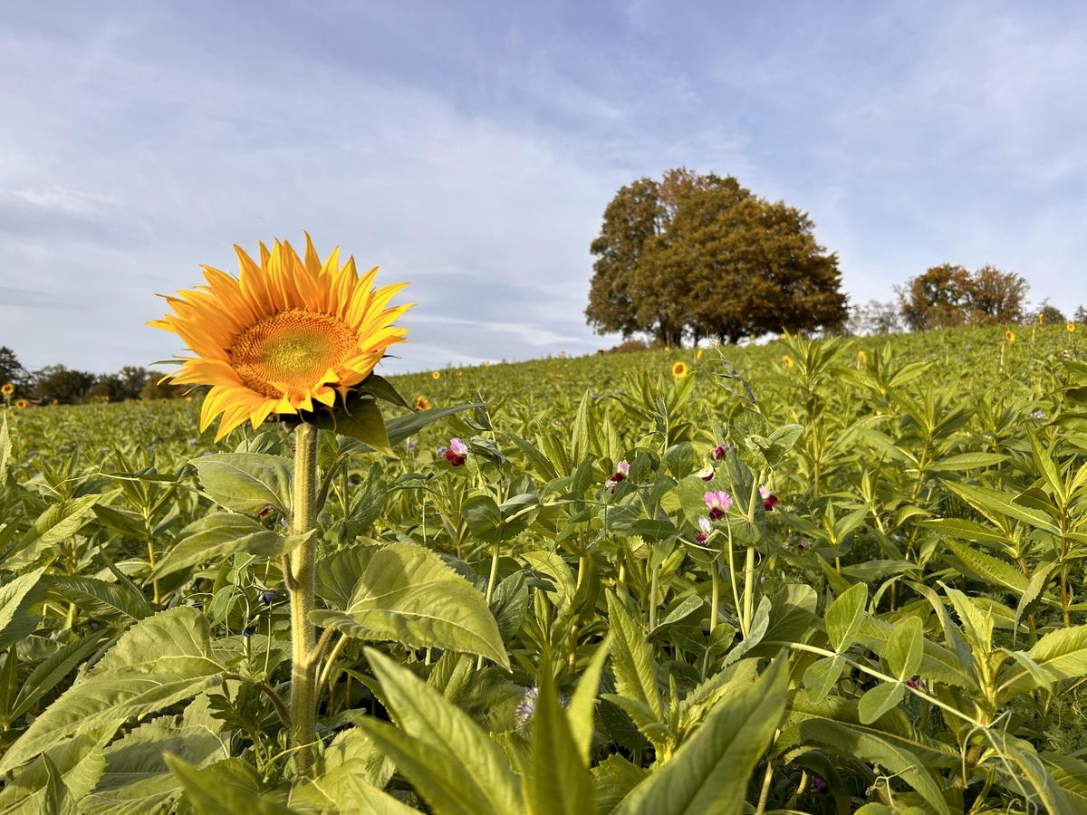 Feld Ramtillkraut