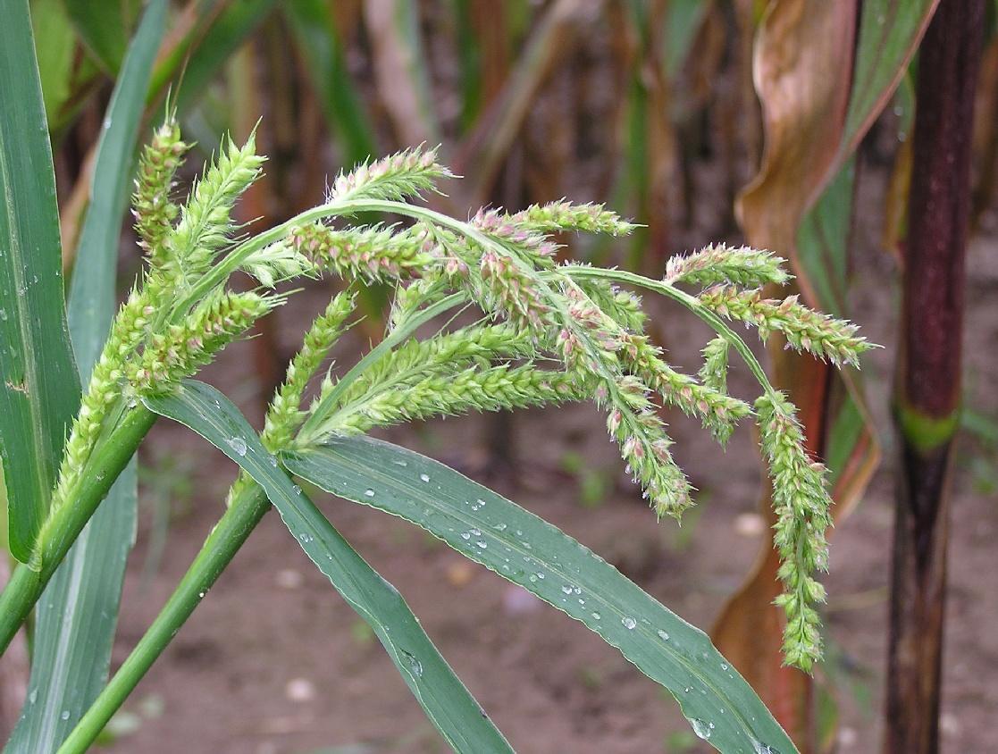 Echinochloa crus-galli 2006.08.27 15.00.