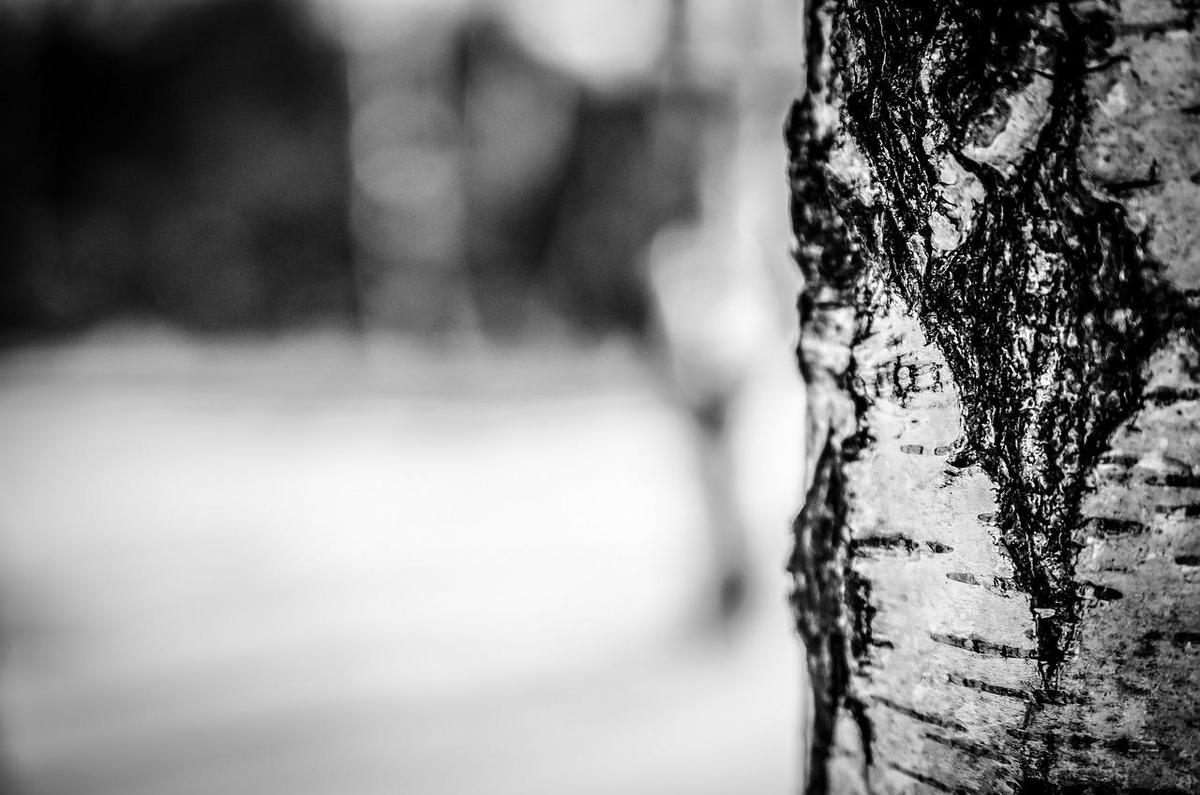 birch-tree-260831 1280